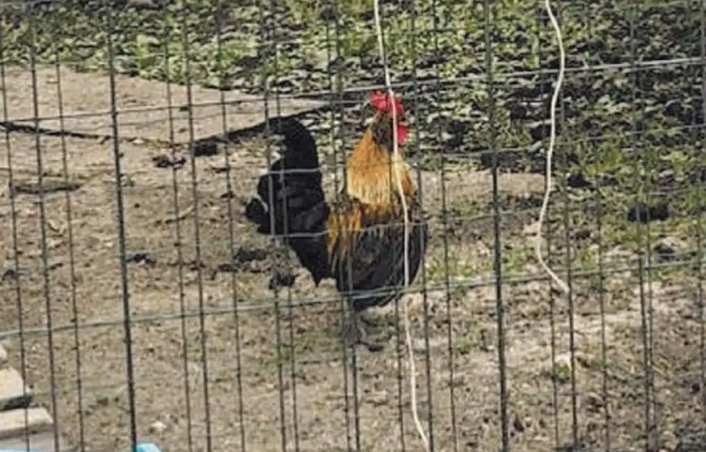 gallo galileo moncalieri