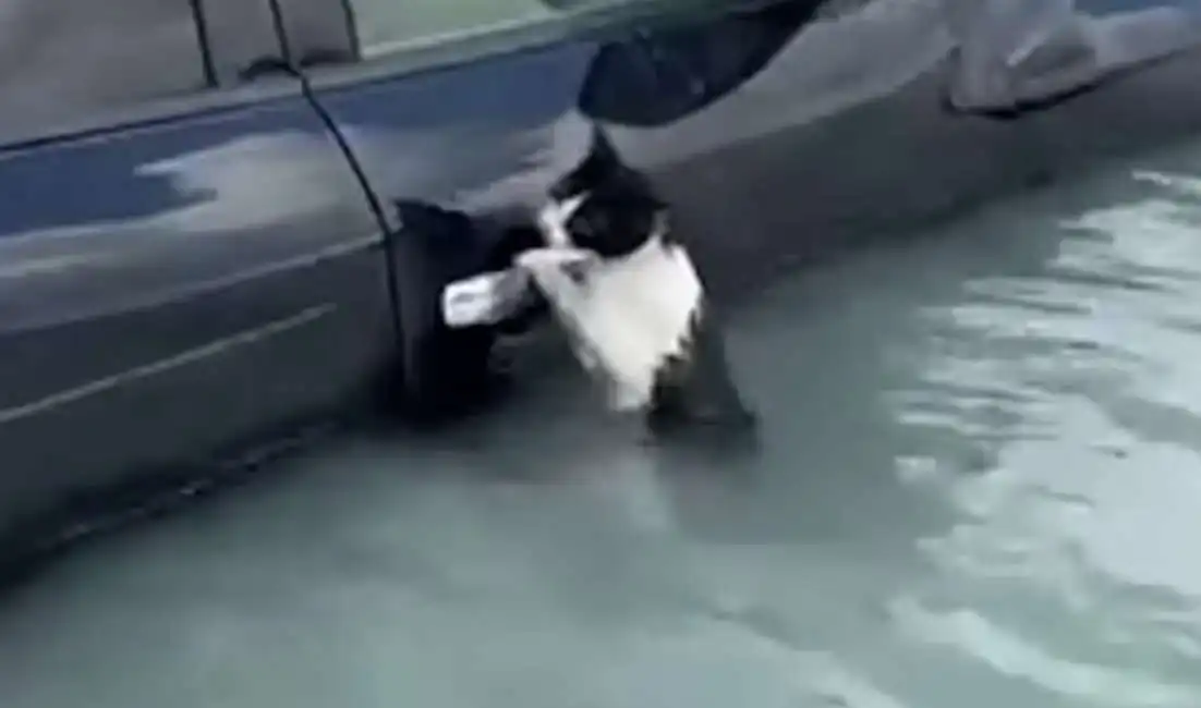 gatto si salva durante l alluvione a dubai