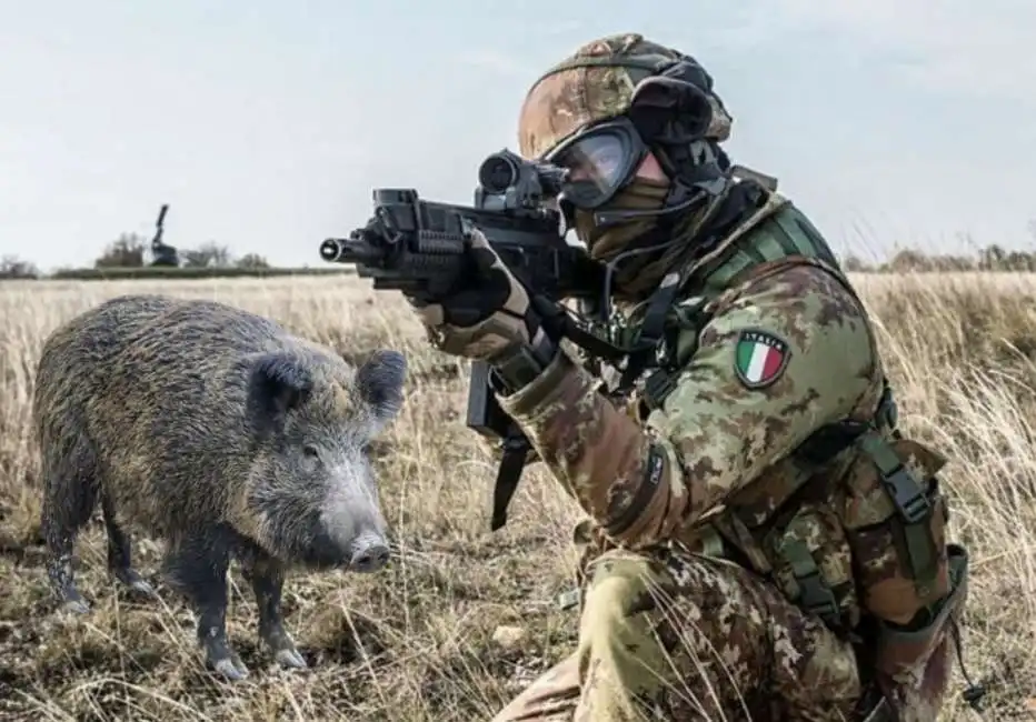 militari italiani cinghiali peste suina