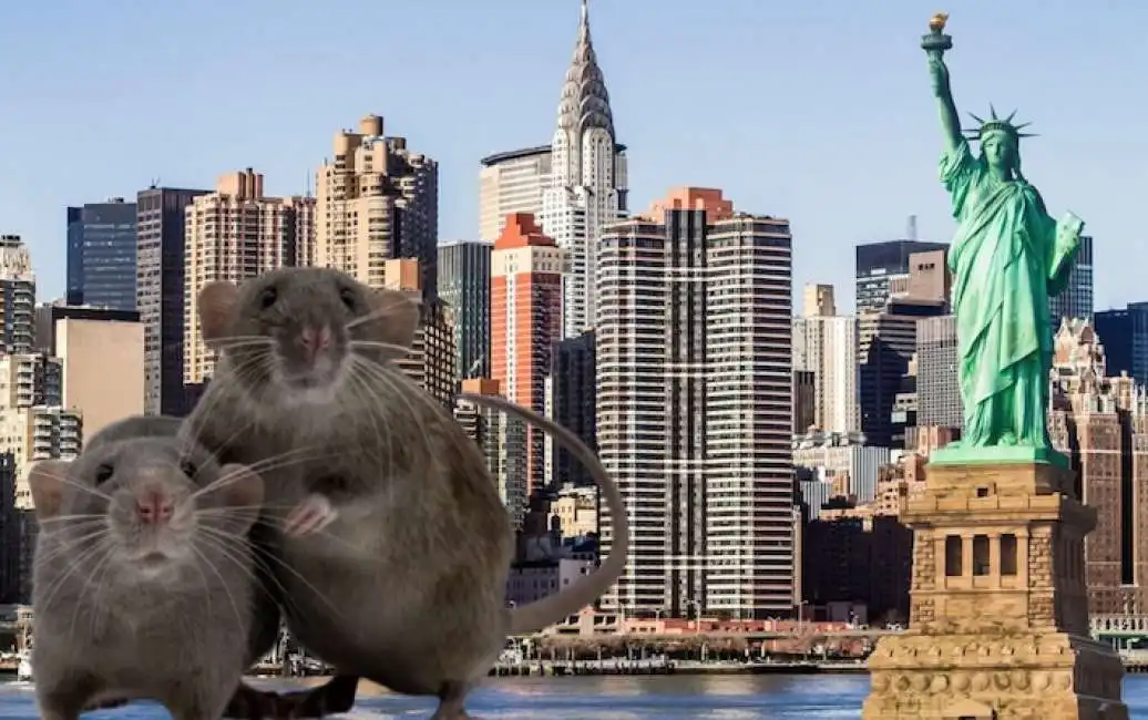 ratto ratti topo topi new york 