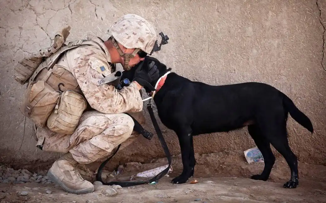 marine con cane soldato