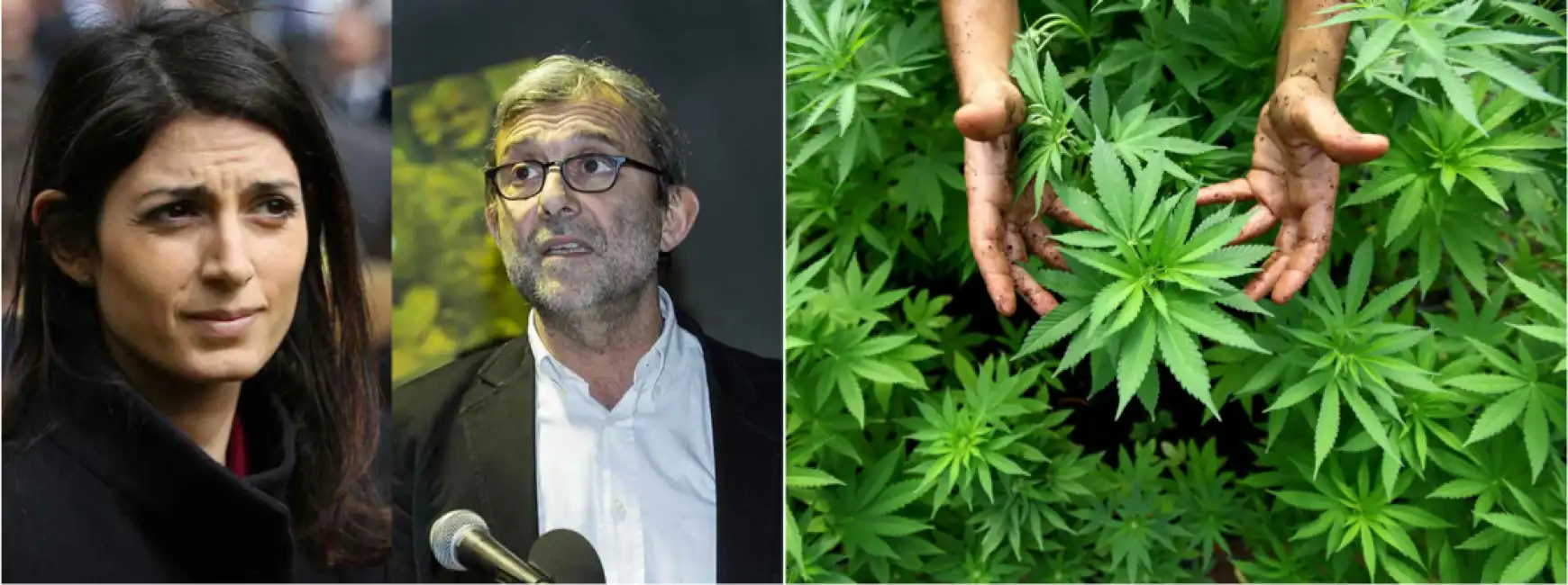 giachetti raggi cannabis