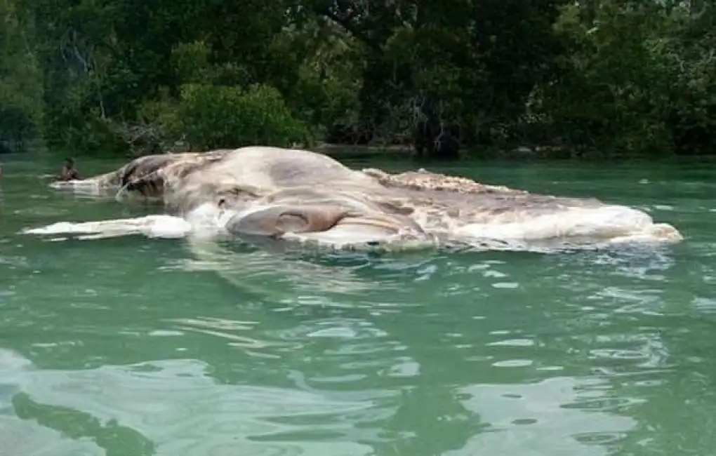 misteriosa creatura marina in indonesia