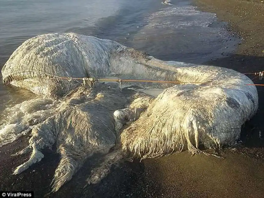 filippine - la strana creatura ritrovata sulla spiaggia