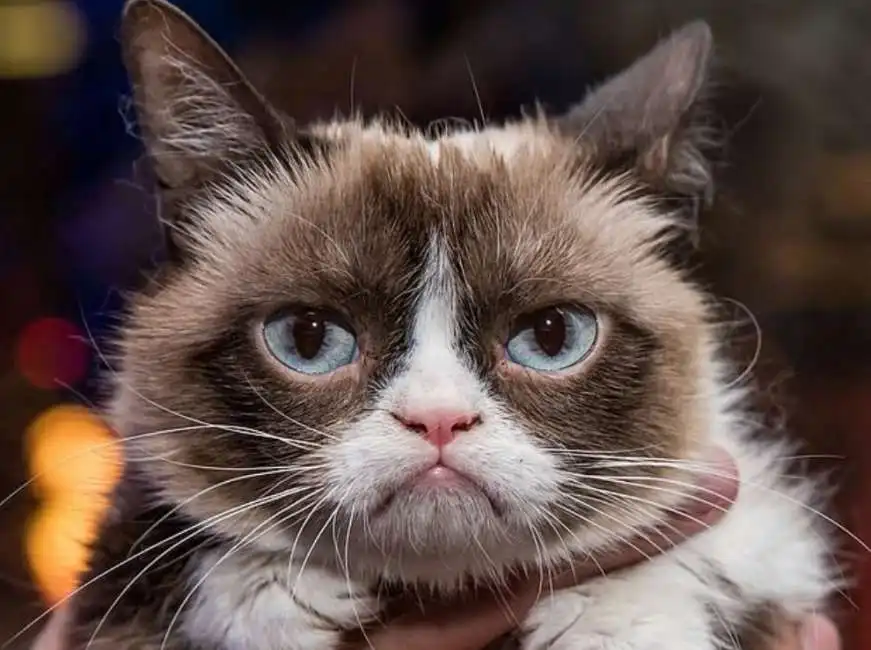 grumpy cat-5