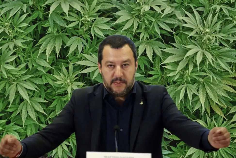 salvini canapa cannabis