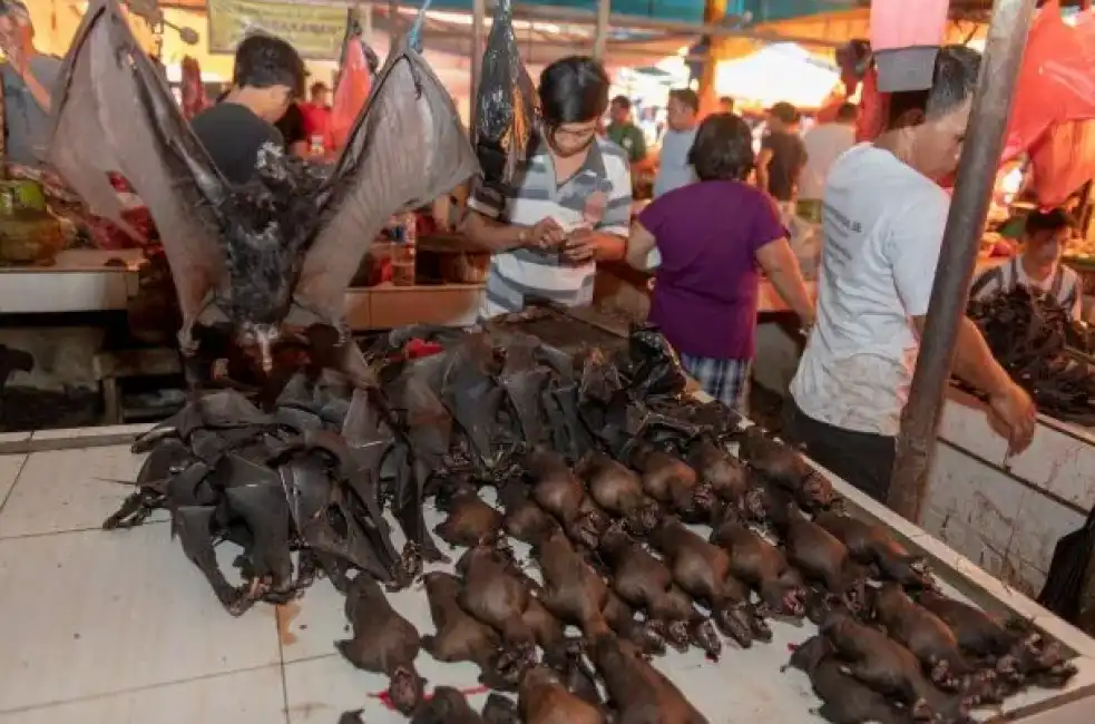 il mercato di tomohon, in indonesia -6