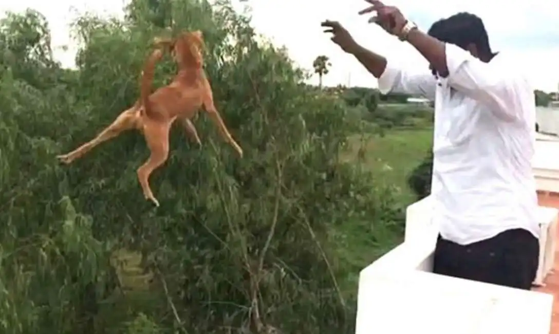 cane lanciato dal balcone