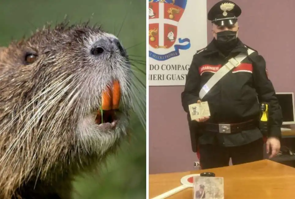 finto tesserino da carabiniere nutria