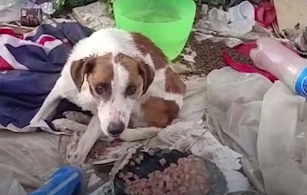 cane abbandonato tra la spazzatura a ragusa