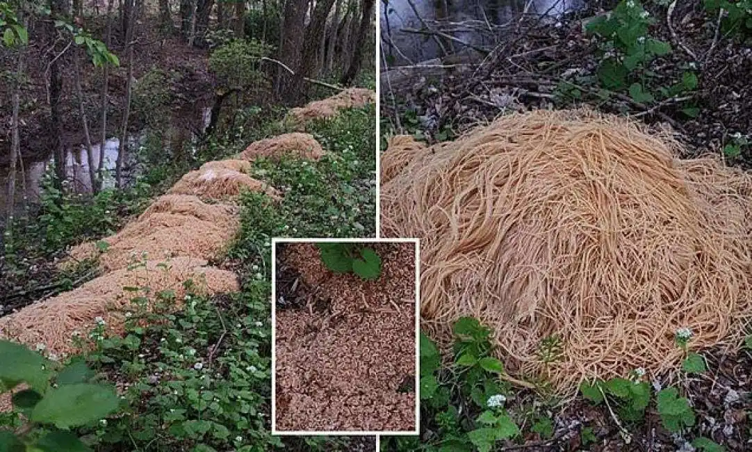 centinaia di chili di pasta cotta abbandonati nel bosco