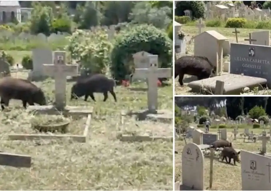 cinghiali cimitero prima porta