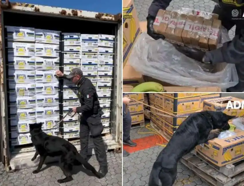 cocaina nascosta tra le banane al porto di gioia tauro 