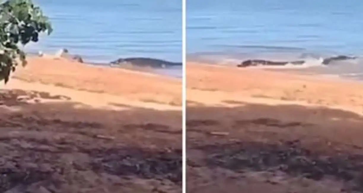 coccodrillo divora cane su una spiaggia in australia