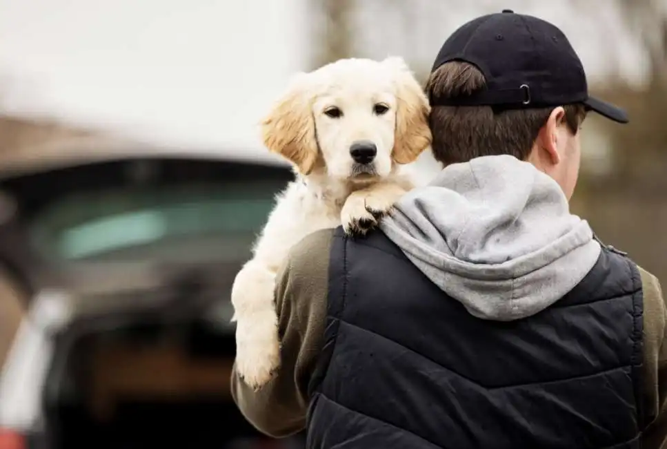 furto di cane ladri roma