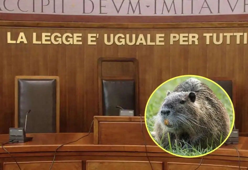 nutria ciccio topo modena tribunale