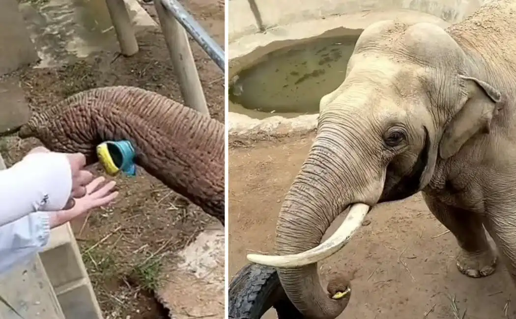 elefante restituisce scarpetta a un bambino in cina 