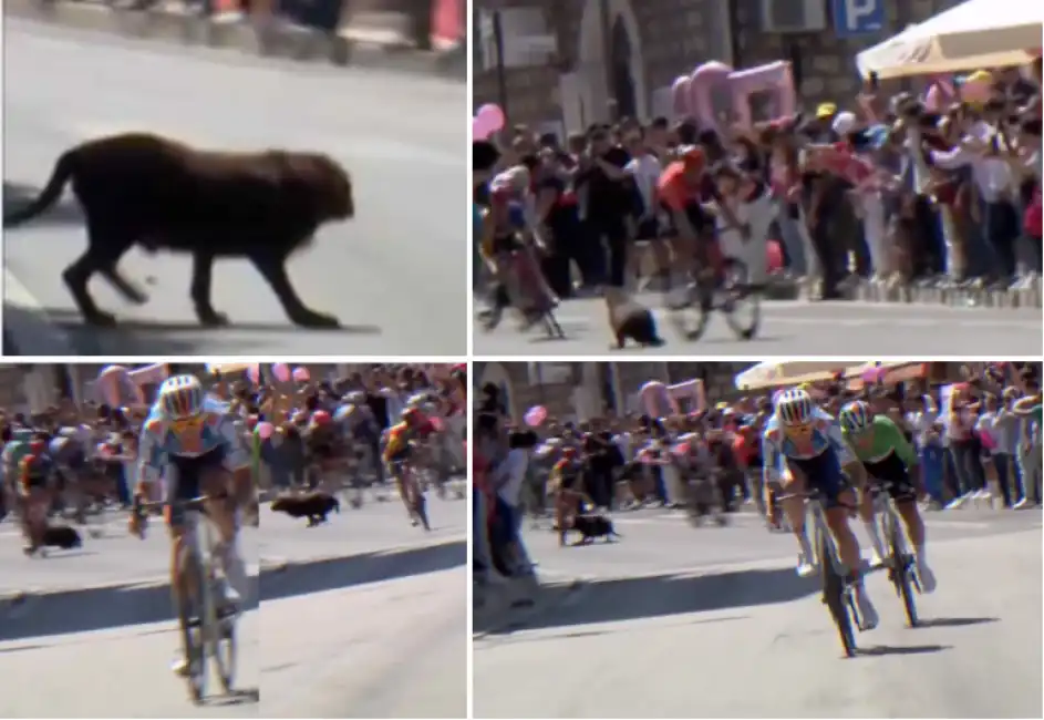 giro d'italia cane attraversa la strada