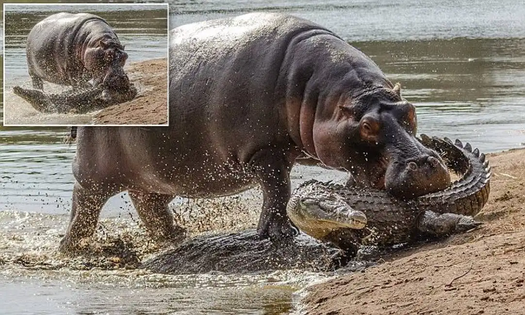 coccodrillo contro ippopotamo