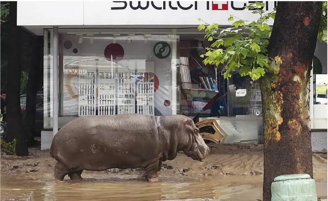 tbilisi ippopotamo