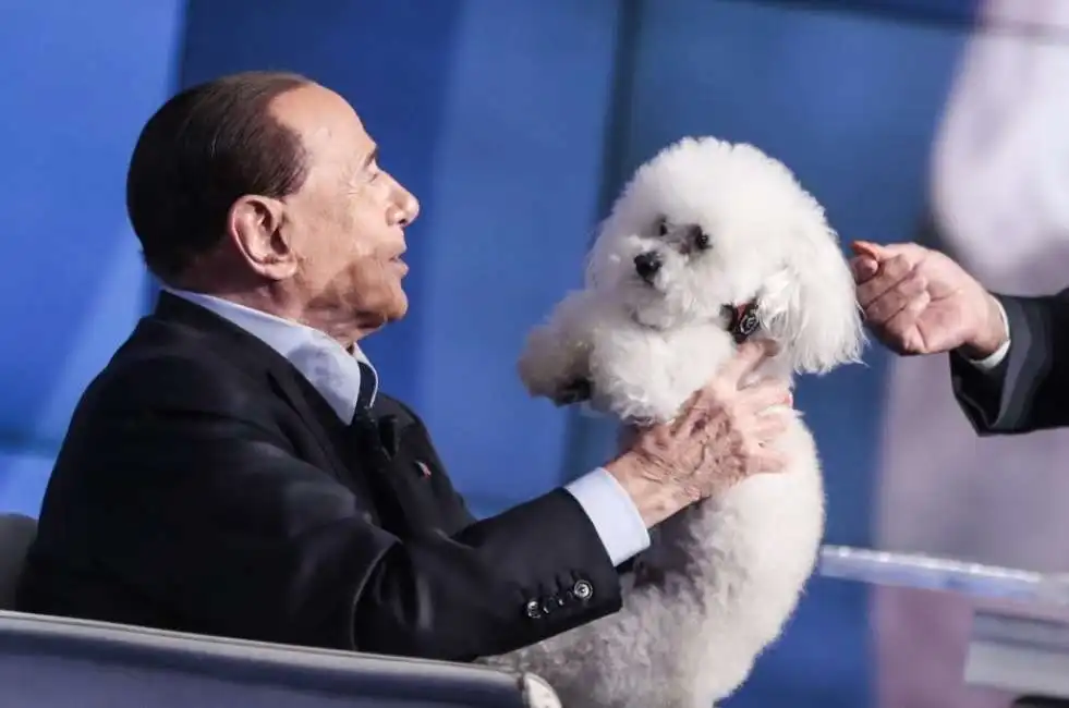 berlusconi barboncino