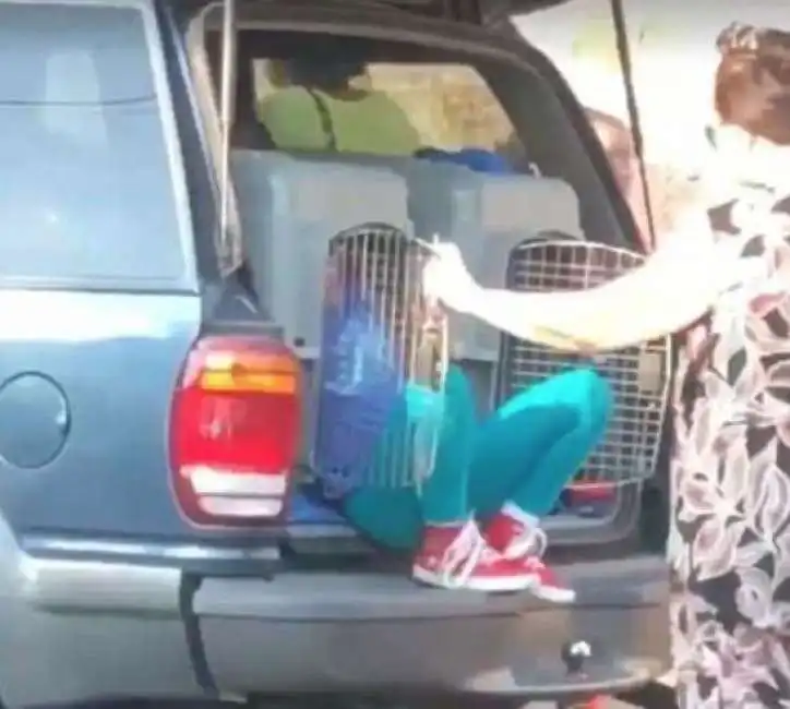 una nonna sistema i nipoti nei trasportini per animali