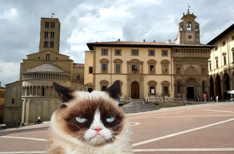 piazza grande arezzo gatto