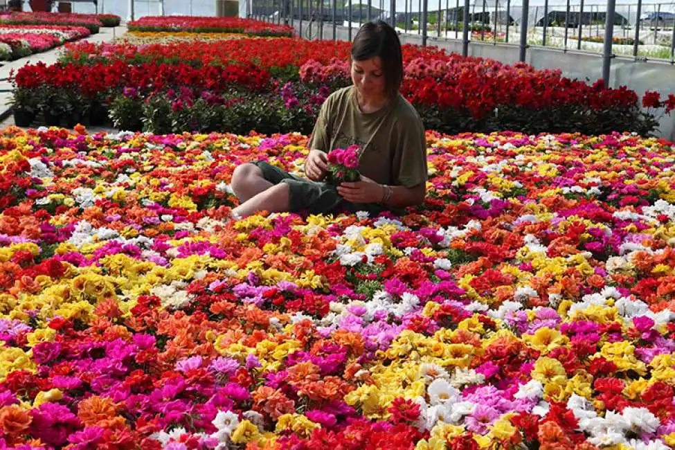 vivaio di fiori 