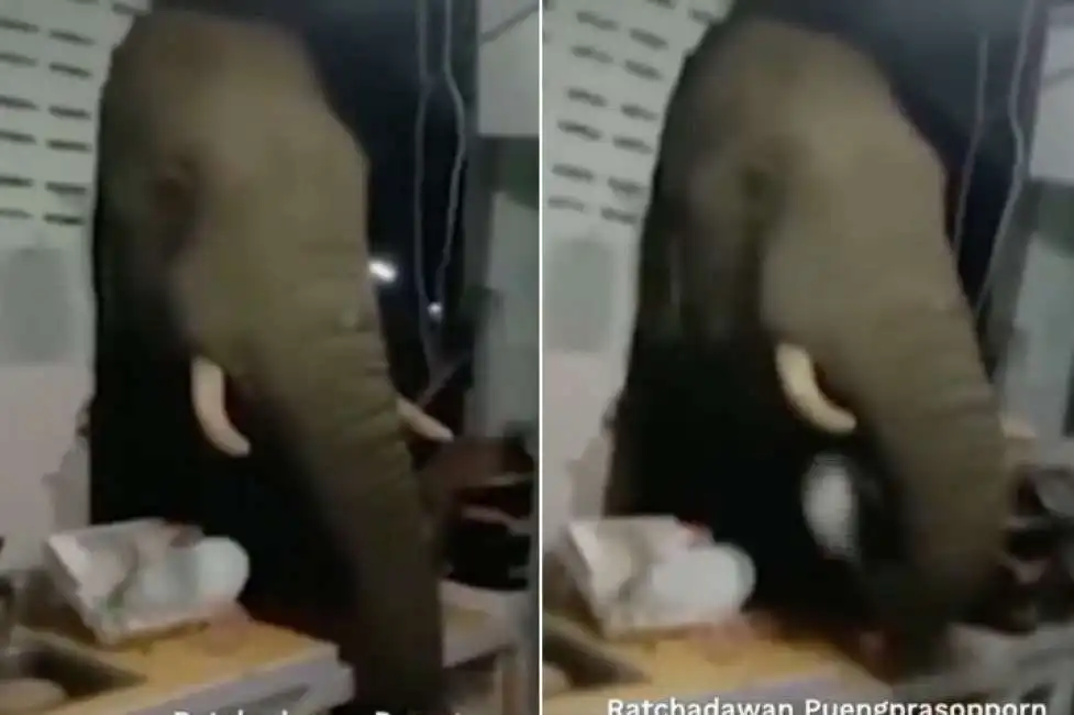 elefante dentro casa thailandia