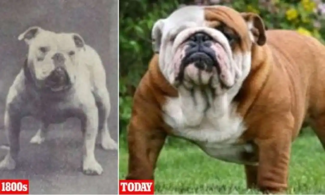 bulldog inglese big