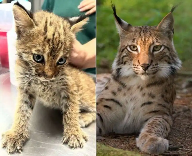 cucciolo di lince scambiato per gattino 