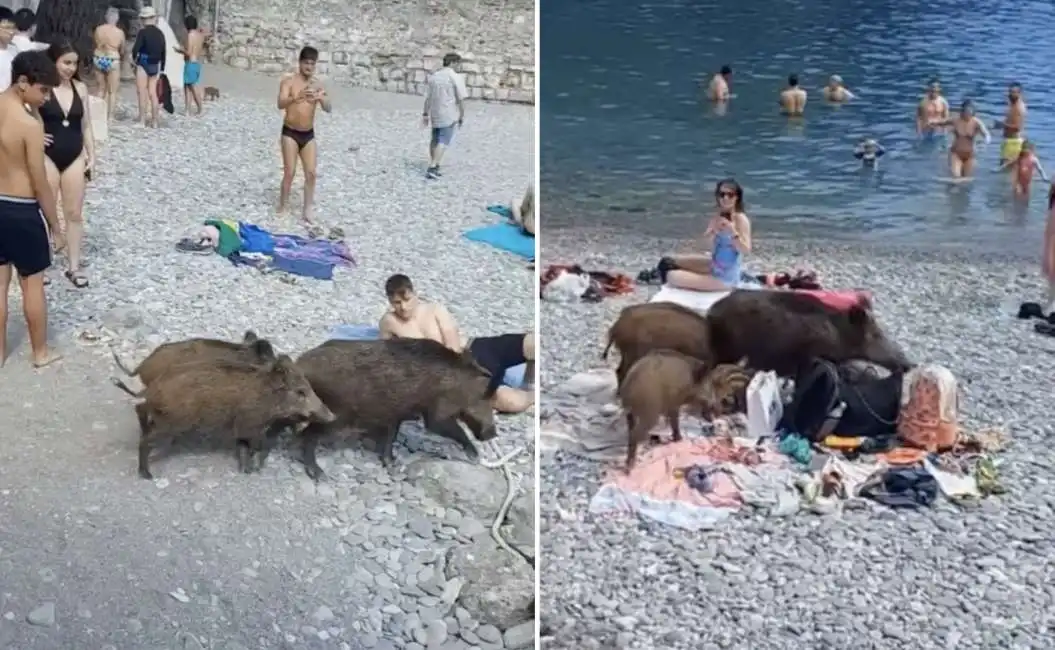 cinghiali in spiaggia a san fruttuoso di camogli - 