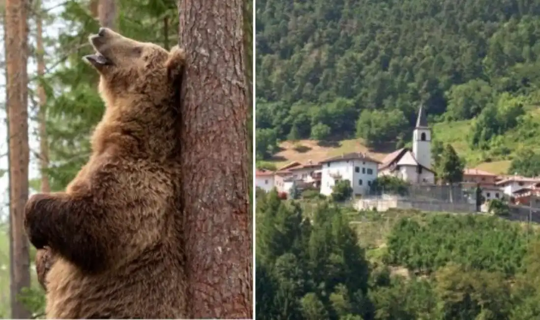 orso seggio elettorale trentino bozzana