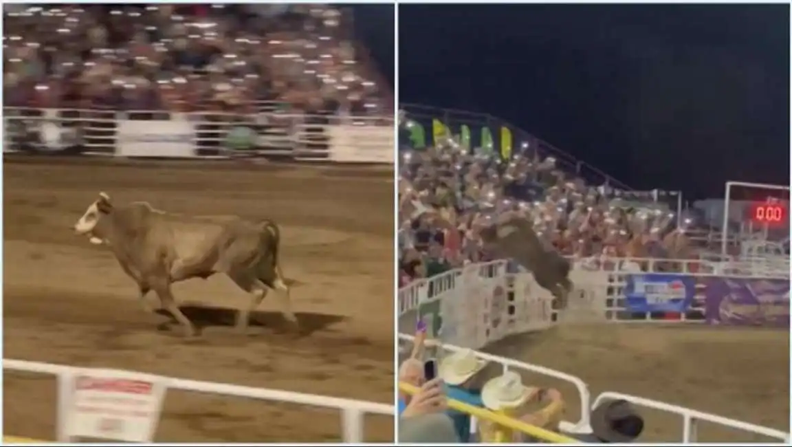 toro si lancia sugli spalti durante un rodeo in oregon