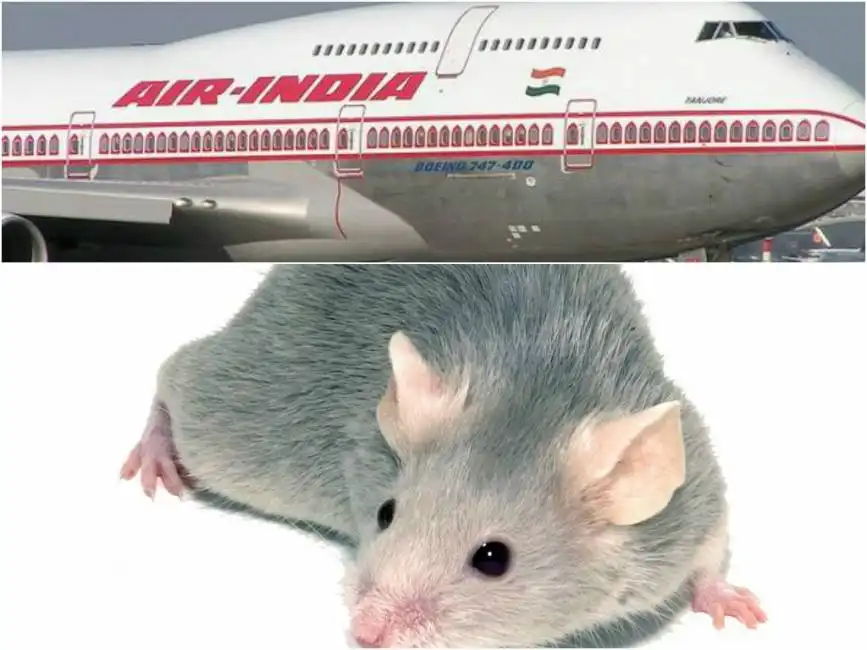 air india topo