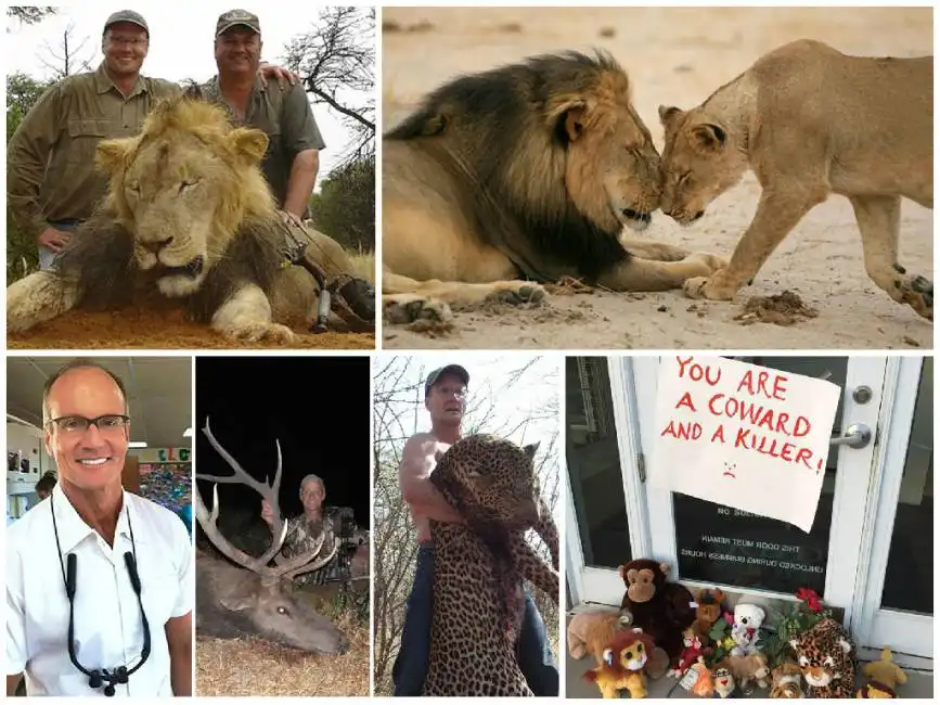 walter palmer che ha ucciso il leone cecil zimbabwe