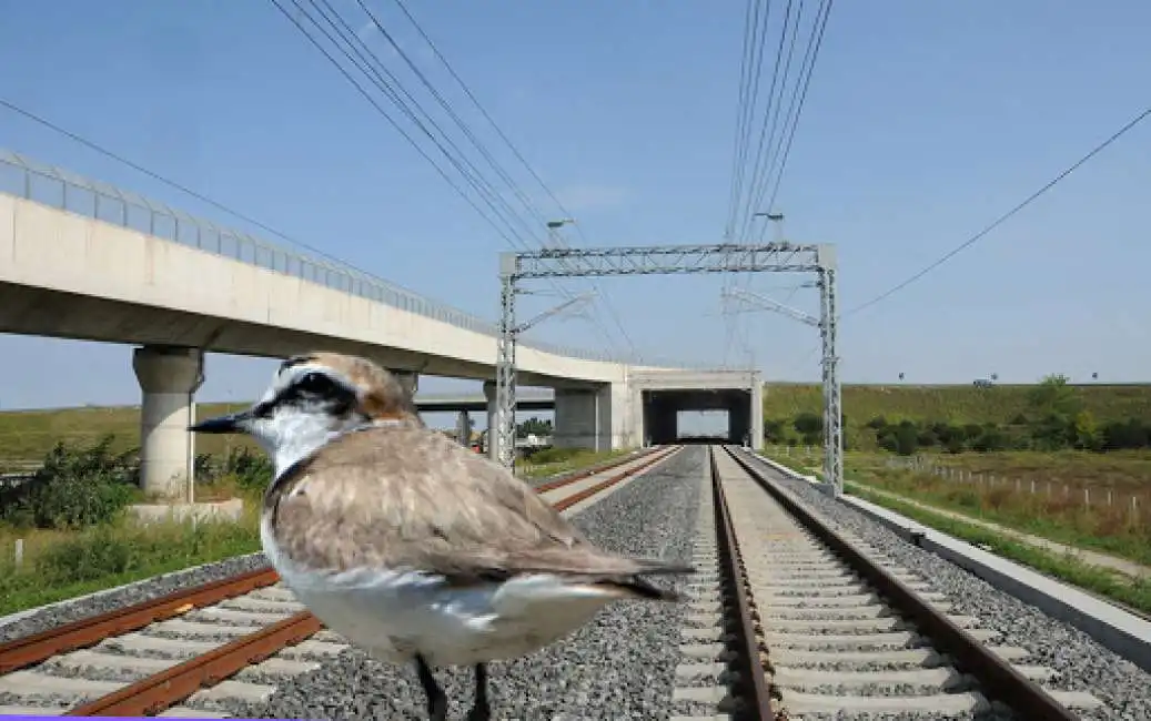 uccello fratino alta velocita' ferrovia binari 