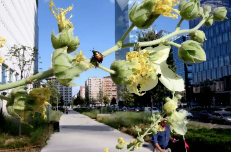 coccinella popillia japonica milano