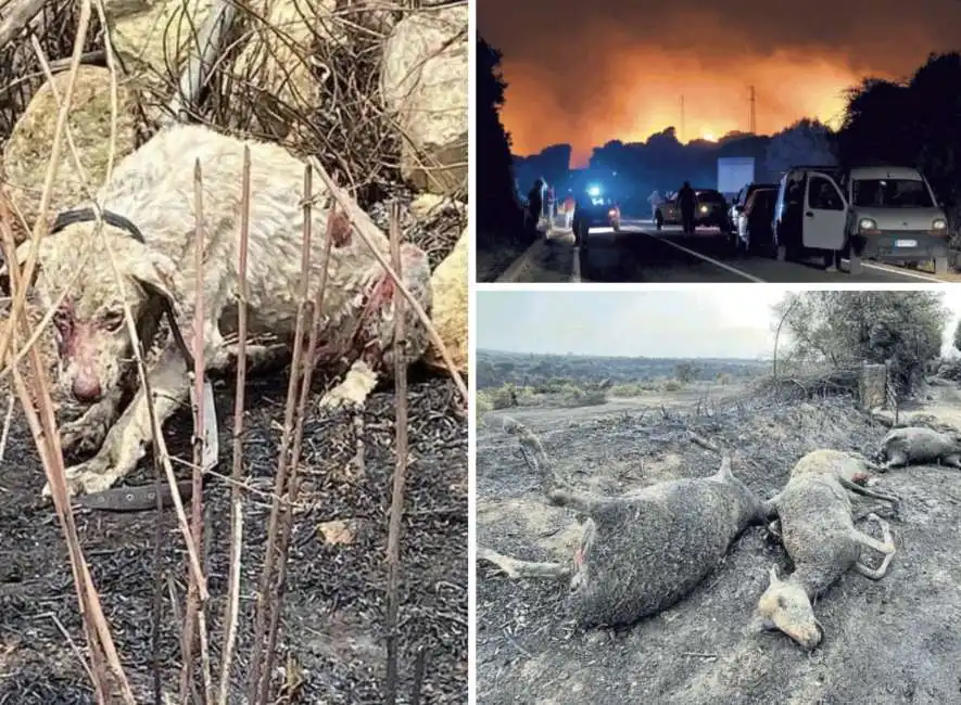 sardegna oristano incendio incendi