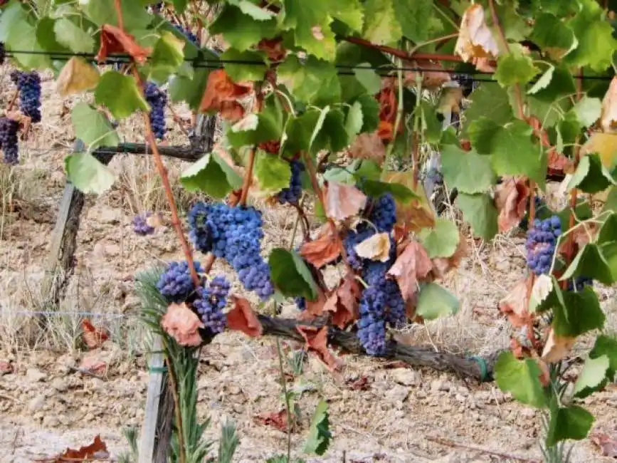 vigneto caldo siccita vigneti