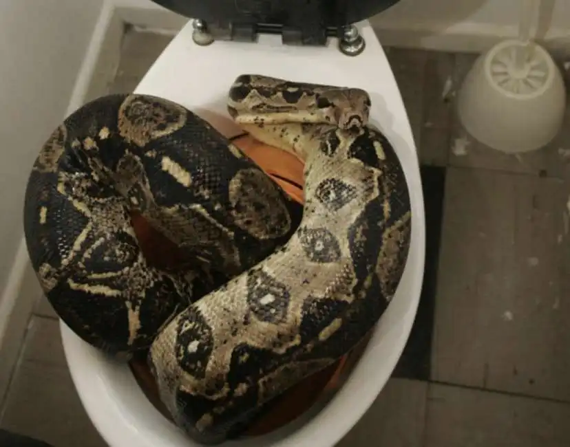 animale serpente bagno toilette wc cesso