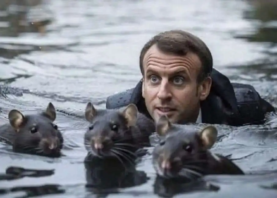 emmanuel macron nuota tra le nutrie nella senna - meme