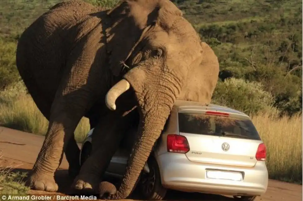 elefante schiaccia auto