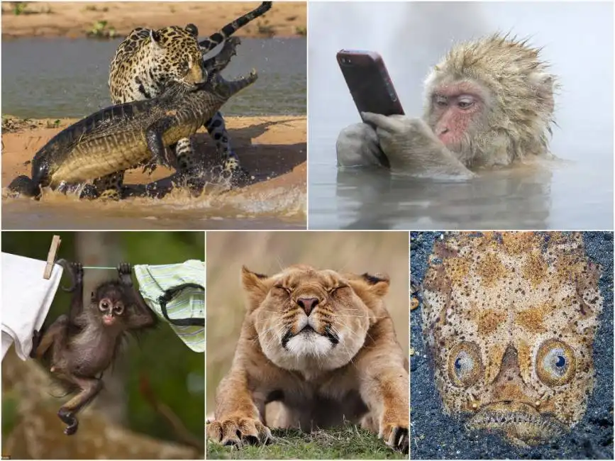 wildlife foto animali