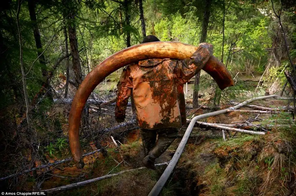 cacciatori mammut siberia