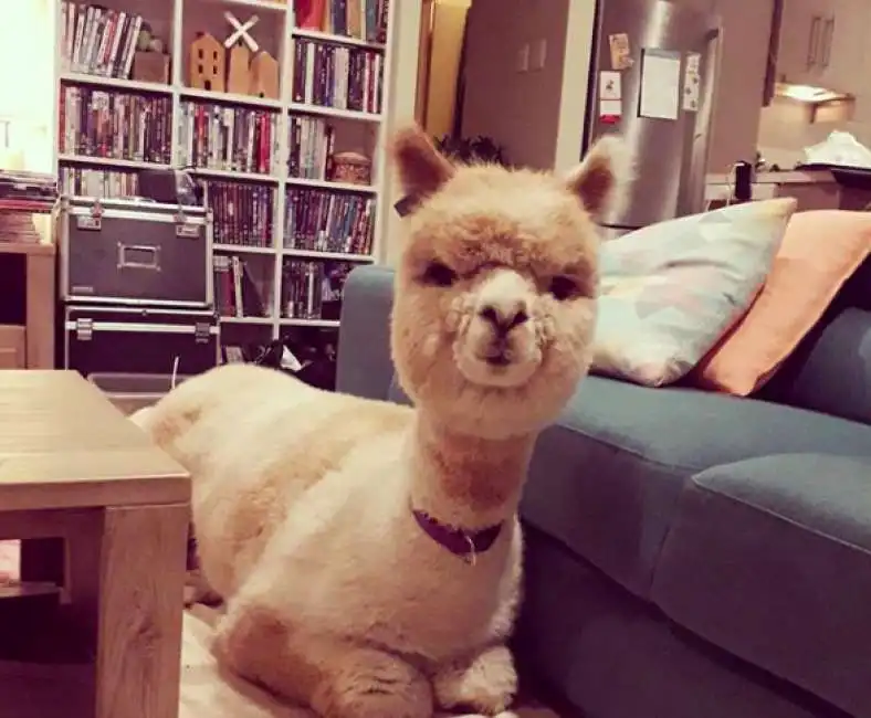 alpaca