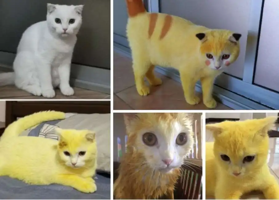 ka-pwong il gatto giallo come pikachu thailandia