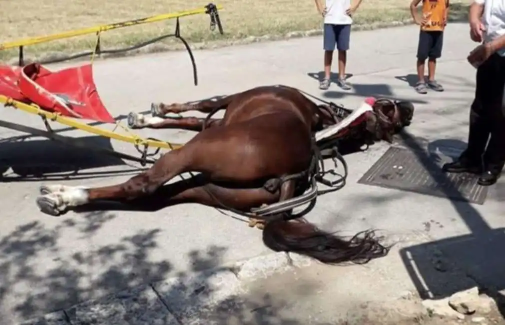 reggia di caserta - un cavallo muore per la fatica 