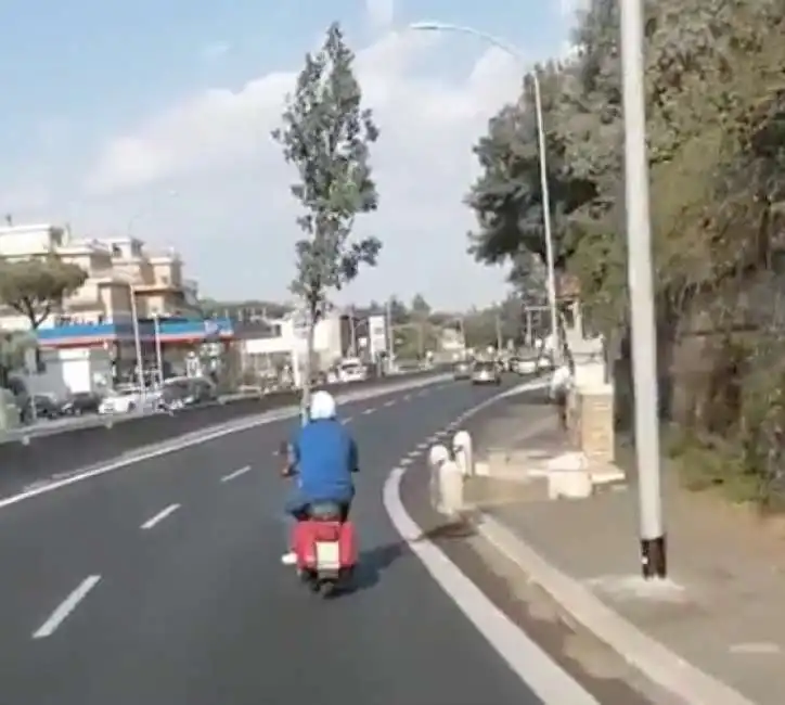 roma - un uomo trasporta un albero in vespa