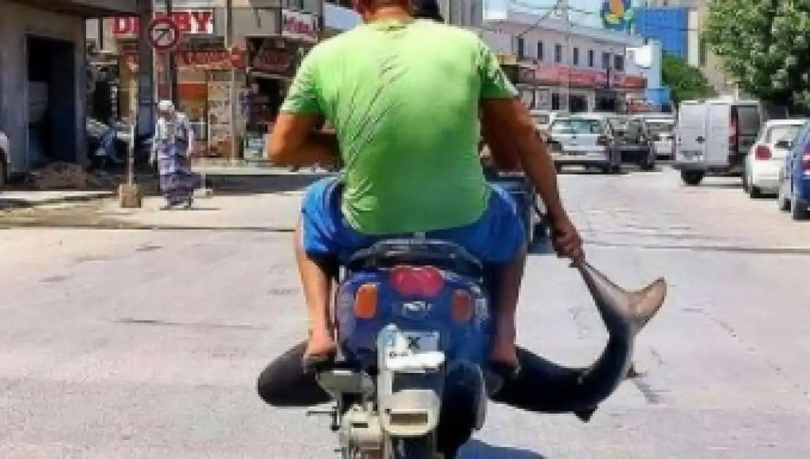 squalo su uno scooter in tunisia